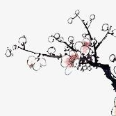 手動使用acme.sh以DNS方式申請免費SSL證書